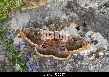 Große Kaiser-Motte, riesigen Pfau Nachtfalter, großen Pfau Moth, riesigen Kaiser Nachtfalter, Wiener Kaiser (Saturnia Pyri), männliche auf einem Stein, Deutschland Stockfoto