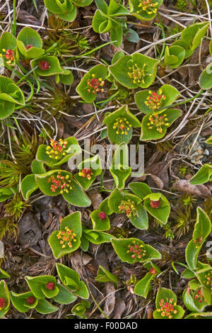 Zwerg Willow, zumindest Willow, Snowbed Weide (Salix Herbacea), männliche Pflanze, Deutschland Stockfoto