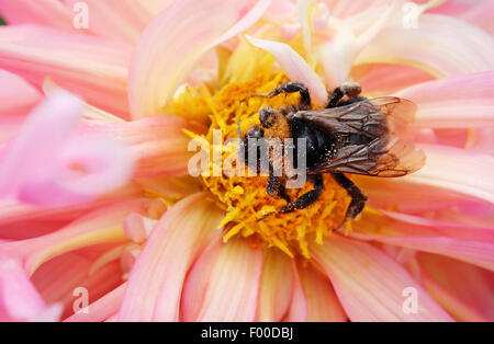 Honigbienen sammeln Blütenstaub von Blume Dahlie Stockfoto