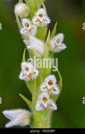 Schleichende Damen-locken, Zwerg-Klapperschlange-Wegerich (Goodyera Repens, Satyrium Repens), Blumen, Deutschland Stockfoto