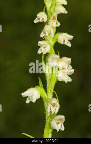 Schleichende Damen-locken, Zwerg-Klapperschlange-Wegerich (Goodyera Repens, Satyrium Repens), Blütenstand, Deutschland Stockfoto