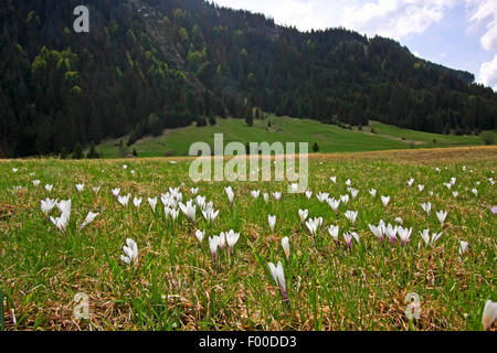 Weiße Blumen auf einer Wiese, Deutschland, Krokus, Frühlings-Krokus (Crocus Vernus SSP. Albiflorus, Crocus Albiflorus) Stockfoto