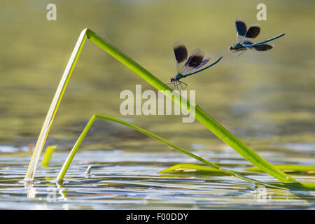 gebändert, Schwarzflügel, gebändert Agrios, Gebänderten Prachtlibelle (Calopteryx Splendens, Agrios Splendens), zwei gebänderten Schwarzflügel schnallte Klinge Reed, Deutschland, Niedersachsen Stockfoto