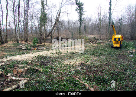 Wald, die tendenziell nach Sturmschäden, Deutschland Stockfoto