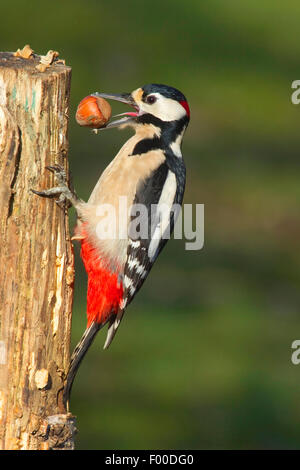 Großen entdeckt Specht (Picoides großen, großen Dendrocopos), groß gefleckte Specht männlich auf einem Haufen mit Haselnuss, Deutschland, Nordrhein-Westfalen Stockfoto