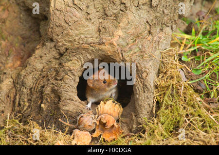 Rötelmaus (Clethrionomys Glareolus, Myodes Glareolus), sitzen in Höhle auf eine Baumwurzel mit Haselnüssen vor und auf der Suche, Deutschland, Nordrhein-Westfalen Stockfoto