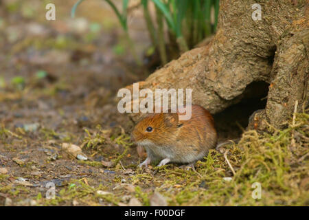 Rötelmaus (Clethrionomys Glareolus, Myodes Glareolus), sitzt vor einer Höhle auf einer Baumwurzel, Deutschland, Nordrhein-Westfalen Stockfoto