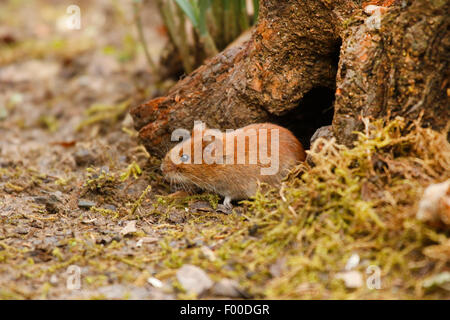 Rötelmaus (Clethrionomys Glareolus, Myodes Glareolus), sitzt vor einer Höhle auf einer Baumwurzel, Deutschland, Nordrhein-Westfalen Stockfoto