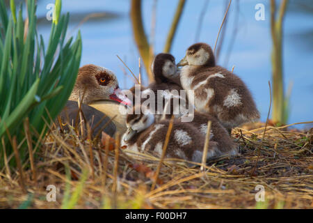 Nilgans (Alopochen Aegyptiacus), weibliche Nilgans mit Gans Küken am See, Deutschland, Nordrhein-Westfalen Stockfoto