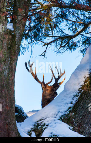 Rothirsch (Cervus Elaphus), Hirsch sieht Throught Schnee bedeckt Bäume, Schweiz, Sankt Gallen Stockfoto