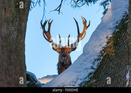 Rothirsch (Cervus Elaphus), Hirsch sieht Throught Schnee bedeckt Bäume, Schweiz, Sankt Gallen Stockfoto