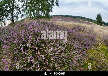 Gemeinsamen Heather, Ling, Heidekraut (Calluna Vulgaris), blühende Heide, Deutschland, Mecklenburg-Vorpommern, Biotope Bretziner Heide Stockfoto