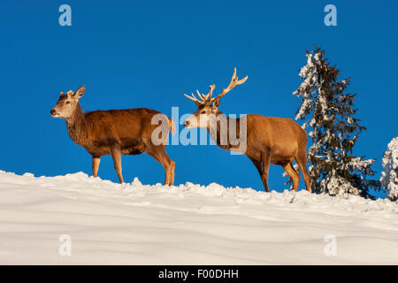 Rothirsch (Cervus Elaphus), zwei Hirsche in verschneiter Landschaft, Schweiz, Sankt Gallen Stockfoto