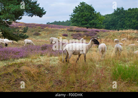 Hausschaf (Ovis Ammon F. Aries), Heide mit blühenden Ling, Schafe grasen, Deutschland, Mecklenburg-Vorpommern, Biotope Bretziner Heide Stockfoto