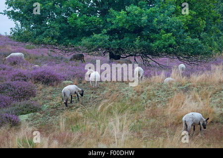 Hausschaf (Ovis Ammon F. Aries), Heide mit blühenden Ling, Schafe grasen, Deutschland, Mecklenburg-Vorpommern, Biotope Bretziner Heide Stockfoto