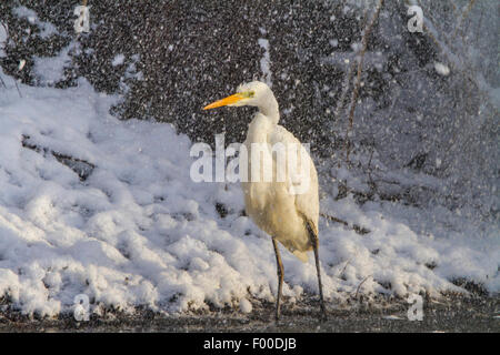 Silberreiher, Silberreiher (Egretta Alba, Casmerodius Albus, Ardea Alba), steht auf verschneiten Ufer und wird von gefallenen Schnee, Schweiz, Bodensee getroffen Stockfoto