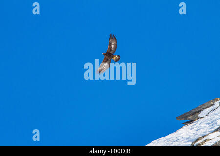 Steinadler (Aquila Chrysaetos), fliegen über einen Grat, der Schweiz, Wallis Stockfoto