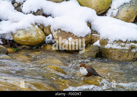 Wasseramseln (Cinclus Cinclus), auf den Feed in einem Bach im Winter, Schweiz, Sankt Gallen Stockfoto