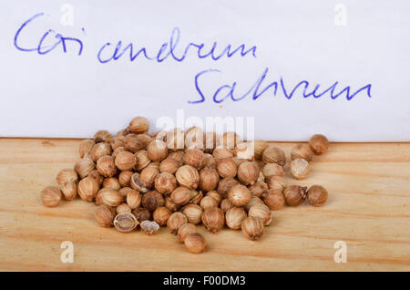 Koriander (Coriandrum Sativum), getrockneten Koriander Früchte Stockfoto