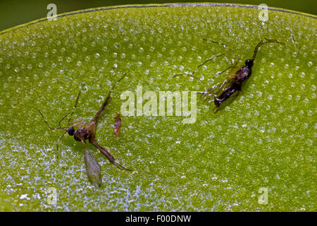 gemeinsamen Fettkraut (Pinguicula Vulgaris), klebrige Blätter mit anhaftende Insekten, Deutschland Stockfoto