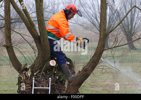 Weide, Korbweide (Salix spec.), freiwillige Beschneidung Weiden während Wartungsarbeiten im Naturschutzgebiet, Belgien Stockfoto