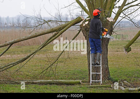 Weide, Korbweide (Salix spec.), freiwillige Beschneidung Weiden während Wartungsarbeiten im Naturschutzgebiet, Belgien Stockfoto