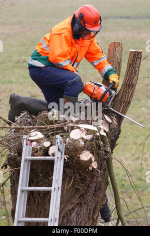 Weide, Korbweide (Salix spec.), freiwillige Beschneidung Weiden während Wartungsarbeiten im Naturschutzgebiet, Belgien Stockfoto