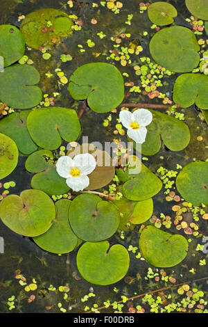 Europäische Frosch-Bit, europäischen Froschbissgewächse (Hydrocharis Morsus-Ranae), blühen, Deutschland Stockfoto