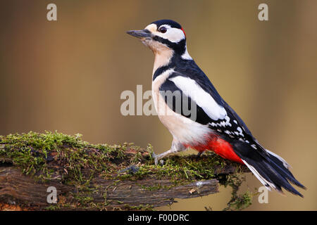 Buntspecht (Picoides großen, großen Dendrocopos), Great spotted Woodpecker sitzen auf bemoosten Totholz, Belgien Stockfoto