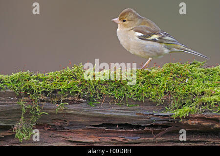 Buchfinken (Fringilla Coelebs), weibliche an einem faulen, moosige Baumstamm, Belgien Stockfoto