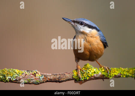 Eurasische Kleiber (Sitta Europaea), auf einem lichened Ast, Belgien Stockfoto