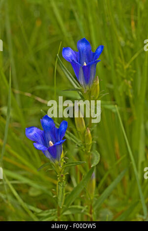 Moor-Enzian (Gentiana Pneumonanthe), blühen, Deutschland Stockfoto