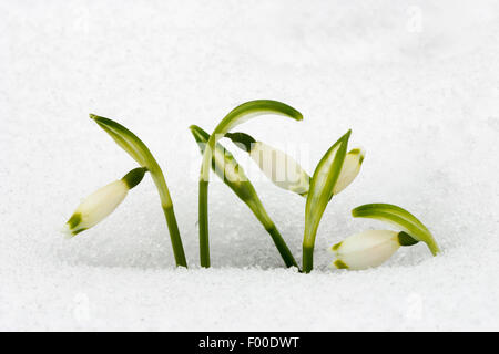 Schneeflocke (Leucojum Vernum) Frühling, Knospe im Schnee, Deutschland Stockfoto