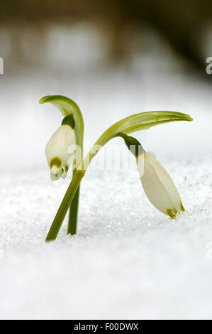 Schneeflocke (Leucojum Vernum) Frühling, Knospe im Schnee, Deutschland Stockfoto