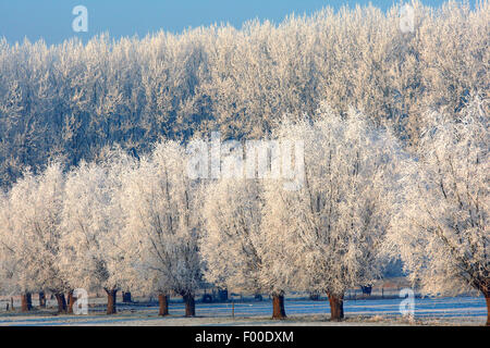 Weide, Korbweide (Salix spec.), Pollard Weiden bedeckt im Raureif, Belgien Stockfoto