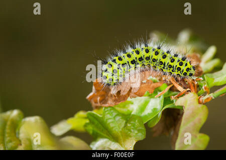 Kaiser-Motte (Saturnia Pavonia, Eudia Pavonia), Raupe auf einem Blatt, Deutschland Stockfoto