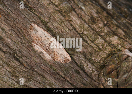 Winkte Umbra (Menophra Abruptaria, Phalaena Abruptaria, Geometer Abruptaria), Weiblich, Deutschland Stockfoto