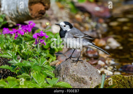 Trauerschnäpper Bachstelze, Pied weiße Bachstelze (Motacilla Alba), auf einem Stein, Deutschland, Mecklenburg-Vorpommern Stockfoto