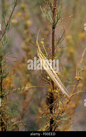 Snouted Heuschrecke, Long-headed Heuschrecke Mittelmeer Slant-faced Grasshopper (Acrida Hungarica, Acrida Ungarica), an einem Stiel Stockfoto