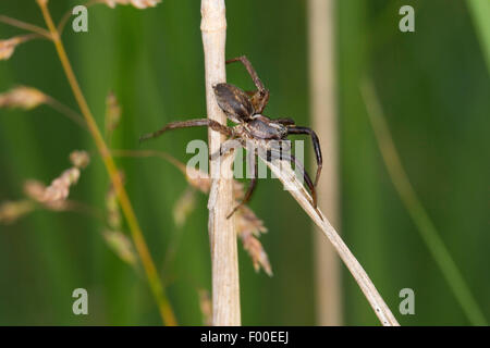Wolfspinne (Alopecosa spec.), Alter Mann Stockfoto