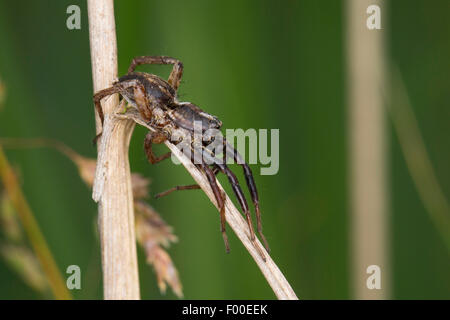 Wolfspinne (Alopecosa spec.), Alter Mann Stockfoto