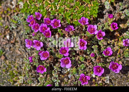 Steinbrech, lila Steinbrech, Twinflowered Steinbrech (Saxifraga Oppositifolia), blühen, Deutschland Stockfoto