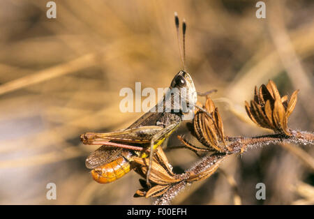 rufous Grasshopper (Gomphocerus Rufus, Gomphocerippus Rufus), Männlich, Deutschland Stockfoto