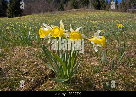 gemeinsamen Narzisse (Narcissus Pseudonarcissus), blühen in einer Wiese, Deutschland Stockfoto