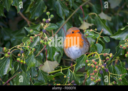 Rotkehlchen (Erithacus Rubecula), auf Ivy, Deutschland Stockfoto