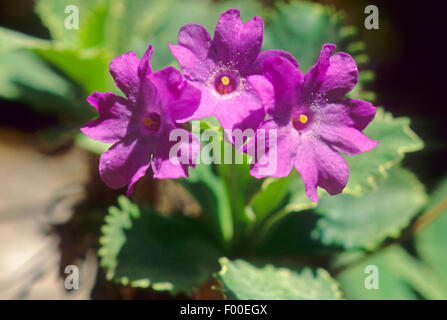 Silber-umrandeten Primel (Primula Marginata), blühen, Frankreich Stockfoto