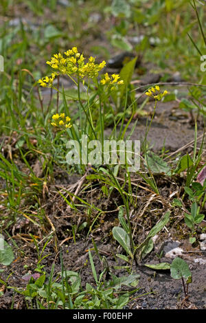 Buckler Senf (befindet Laevigata, befindet Valentina var. Laevigata), blühen, Deutschland Stockfoto