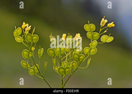 Buckler Senf (Laevigata befindet, befindet Valentina var. Laevigata), mit Blumen und Früchten, Deutschland Stockfoto