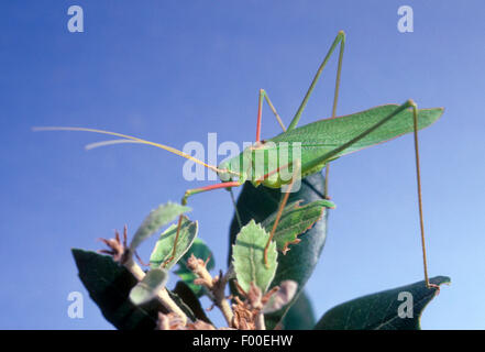 Sichel-Lager Bush-Cricket, Sichel-Lagerbuchse Cricket (Phaneroptera Falcata), auf einer Pflanze, Deutschland Stockfoto