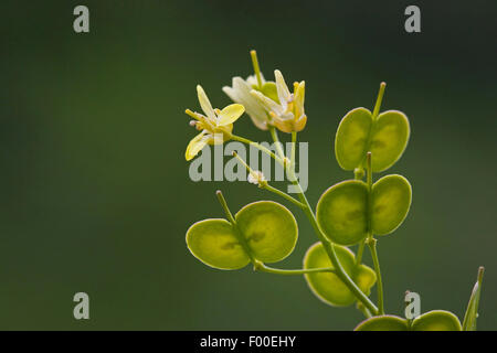 Buckler Senf (Laevigata befindet, befindet Valentina var. Laevigata), mit Blumen und Früchten, Deutschland Stockfoto